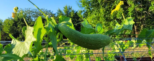 Growing Loofahs