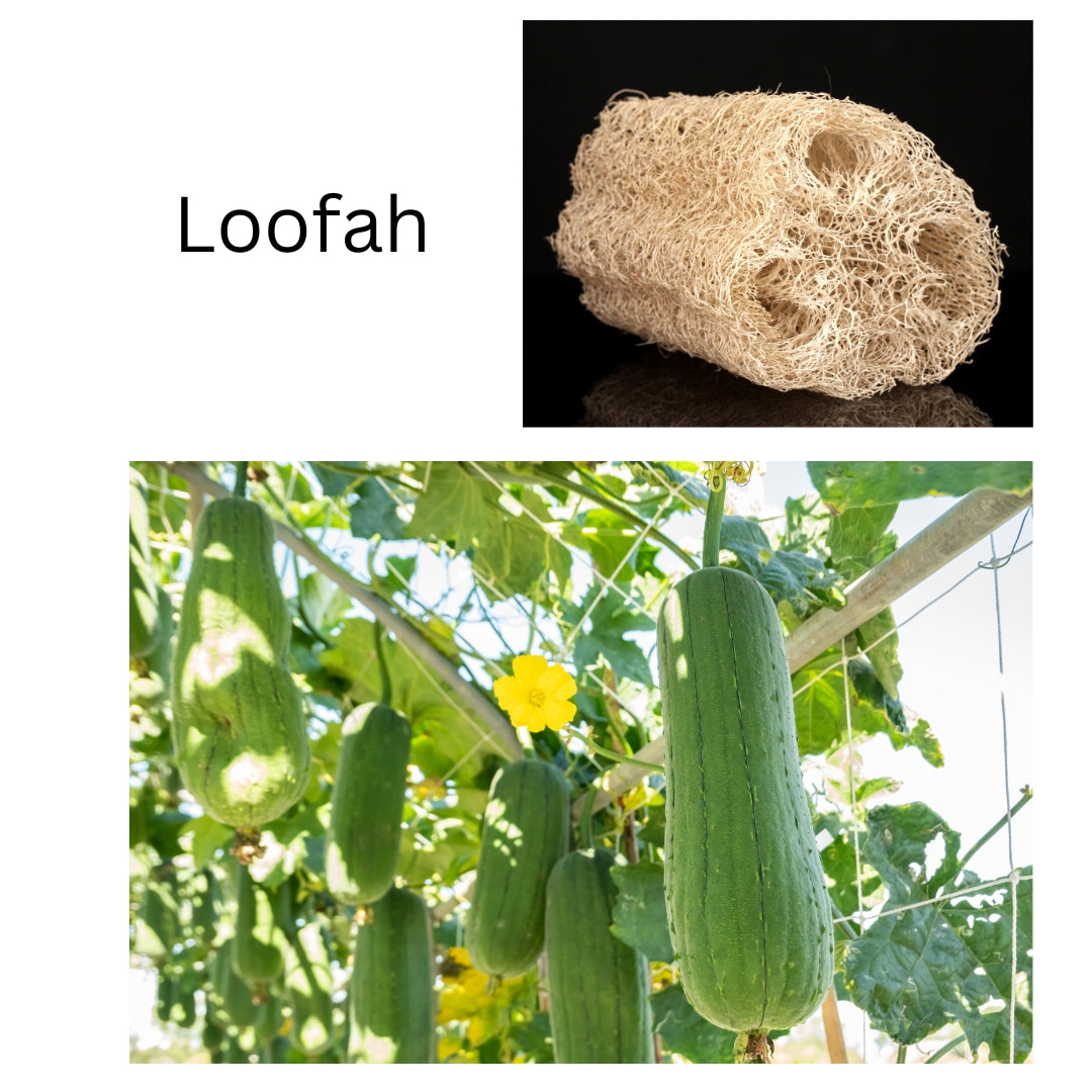Loofahs Seeds (10)